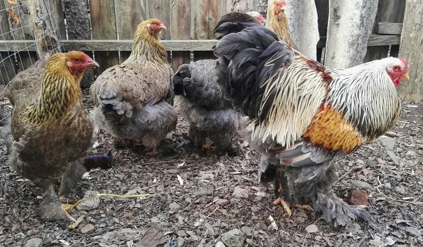  - Oua pentru incubat de vanzare