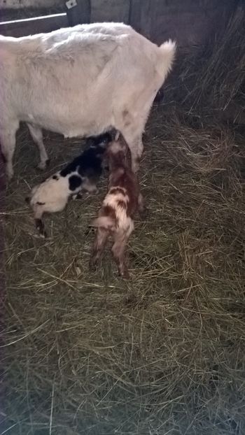  - 2017-activitate ferma