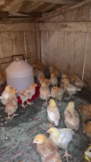  - 2017-activitate ferma