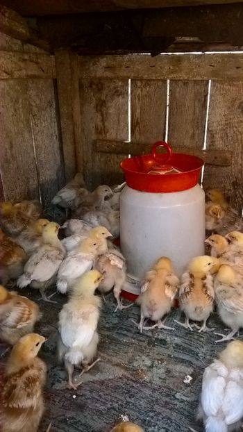  - 2017-activitate ferma