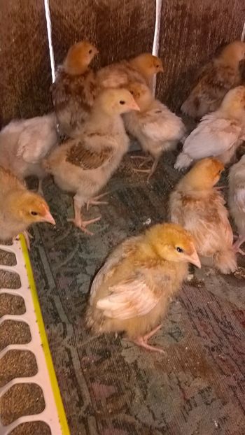  - 2017-activitate ferma