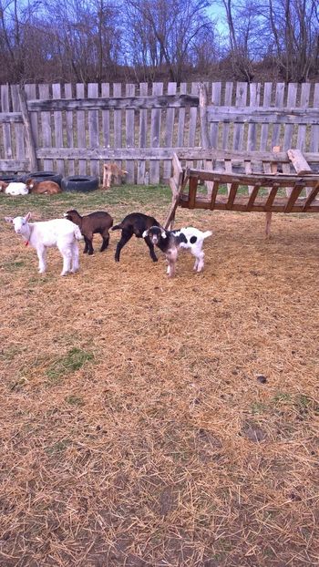  - 2017-activitate ferma