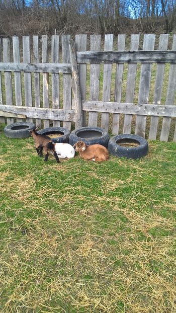  - 2017-activitate ferma