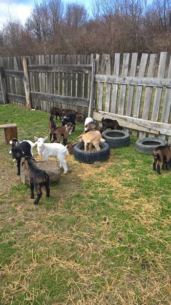  - 2017-activitate ferma