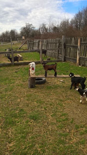  - 2017-activitate ferma