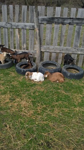  - 2017-activitate ferma