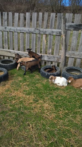  - 2017-activitate ferma