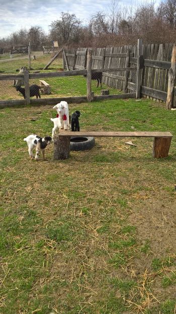  - 2017-activitate ferma