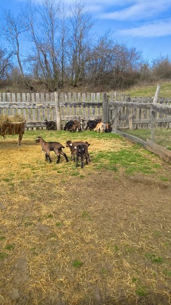  - 2017-activitate ferma