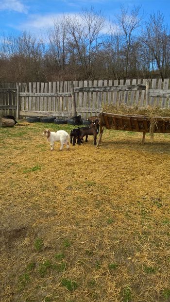  - 2017-activitate ferma