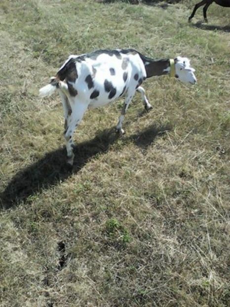  - 2017-activitate ferma