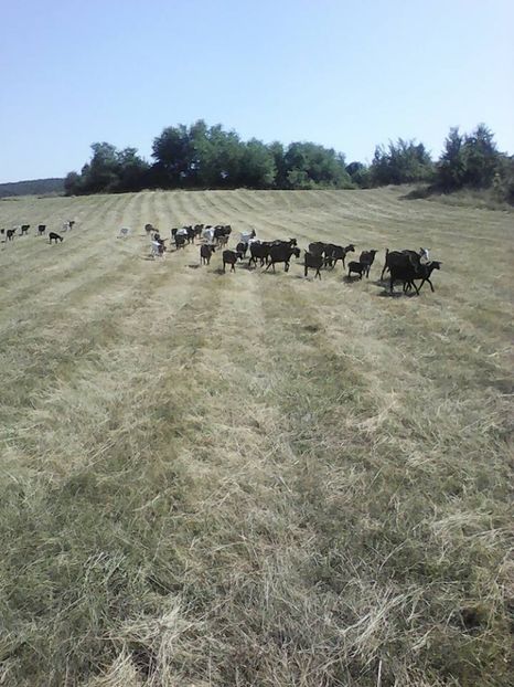  - 2017-activitate ferma