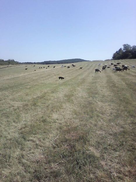  - 2017-activitate ferma