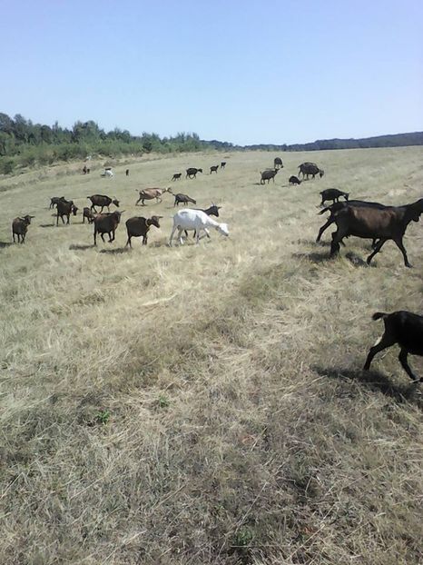  - 2017-activitate ferma