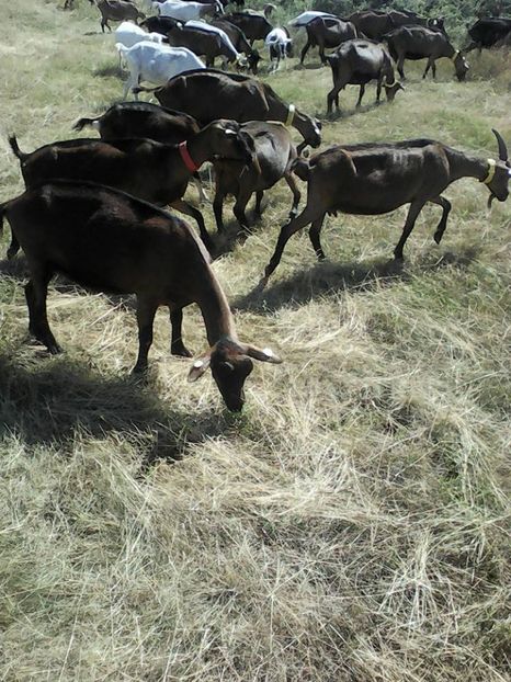  - 2017-activitate ferma