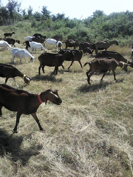  - 2017-activitate ferma