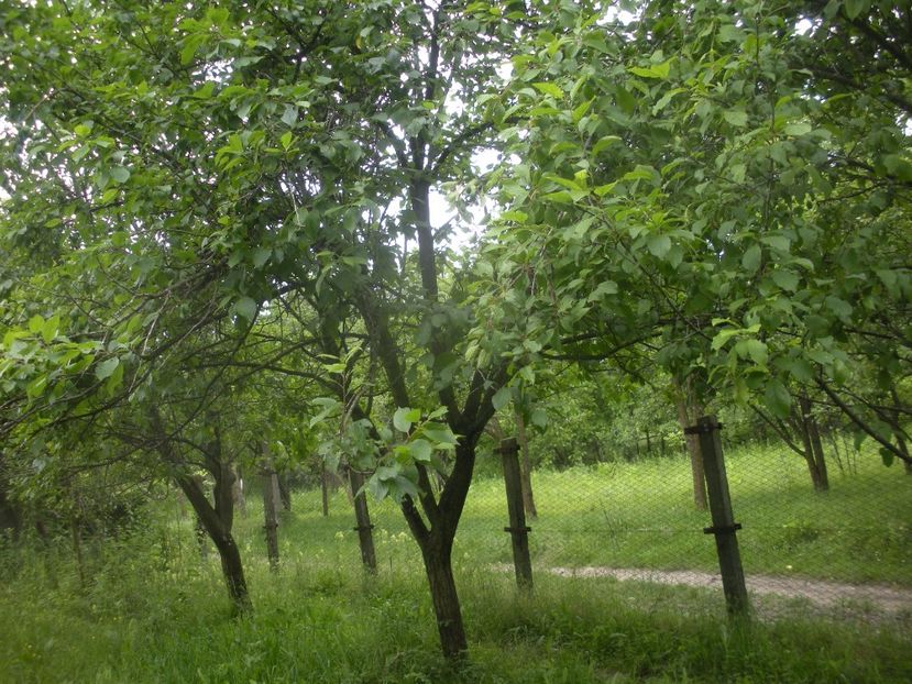 LANGA GRADINA - EU CU  NELU LA TARA