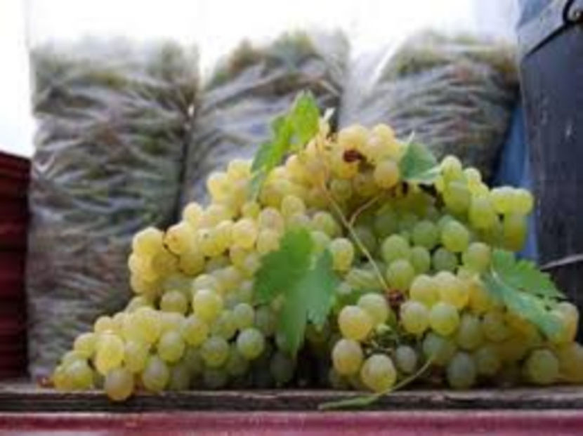 Chasselas Dore 2 - Chasselas Dore