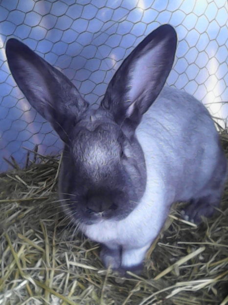  - Rasa de iepuri secuiesc