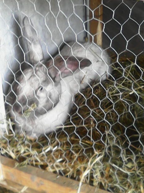  - Rasa de iepuri secuiesc