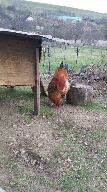  - cotetul si pasarile ce se adapostesc in el