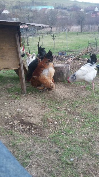  - cotetul si pasarile ce se adapostesc in el