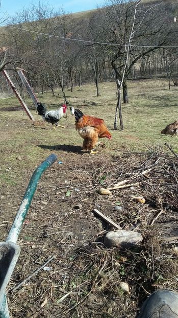  - cotetul si pasarile ce se adapostesc in el