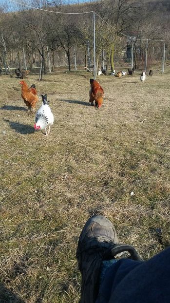  - cotetul si pasarile ce se adapostesc in el