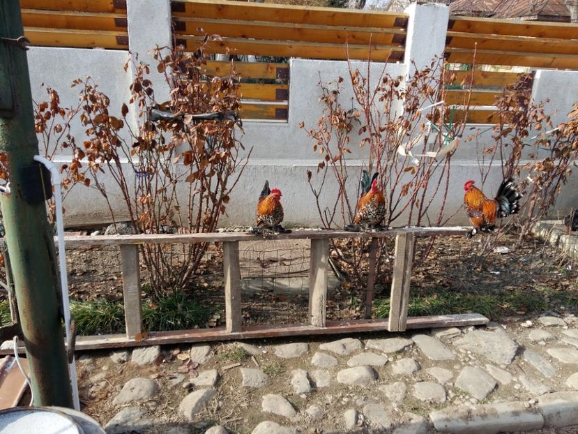  - 2017 Mii de flori portelan