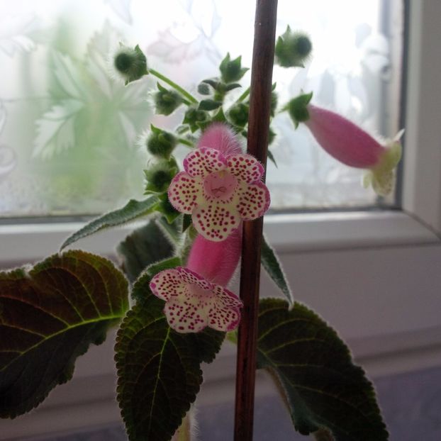 Martie 2017 - HCY S JARDIN DE MONET