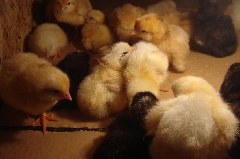  - PUI 2017 - SERIA 2