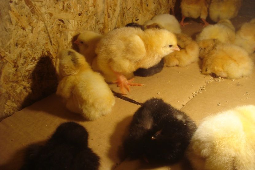  - PUI 2017 - SERIA 2