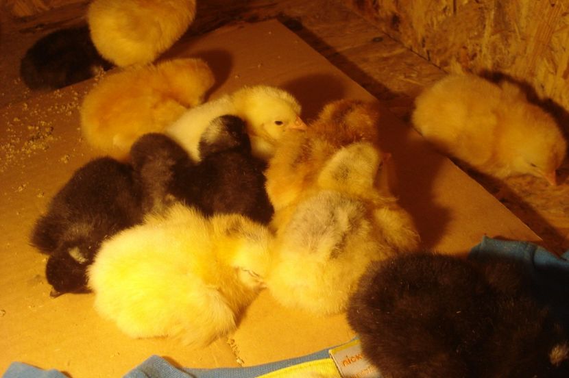  - PUI 2017 - SERIA 2