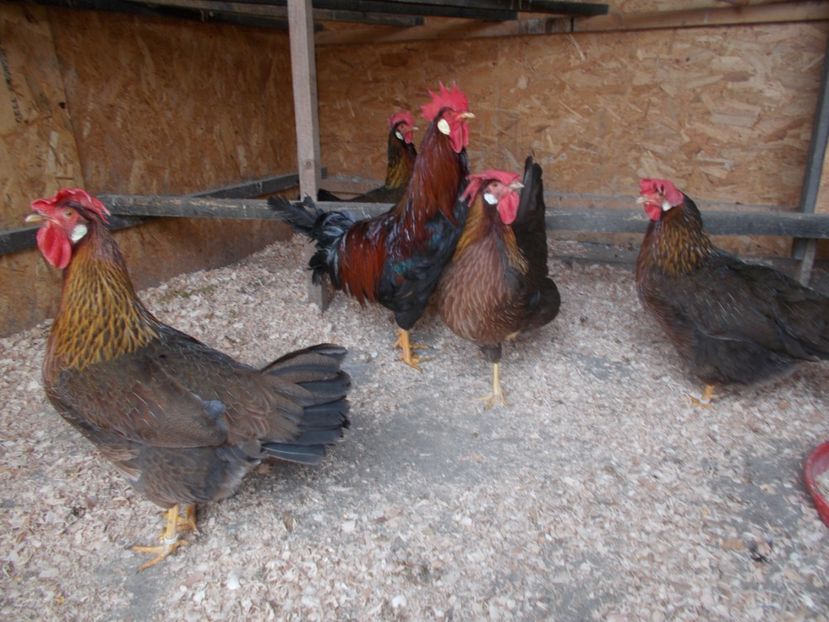  - Italiana potirnichie