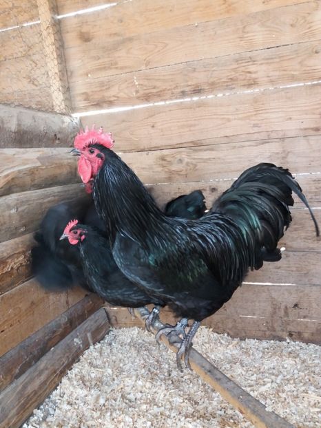  - GAINI AUSTRALORP