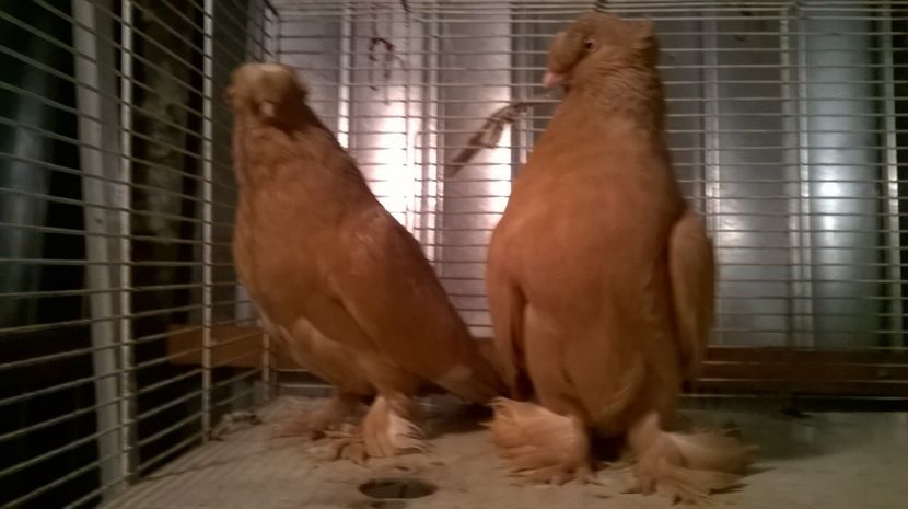  - jucatori de botosani