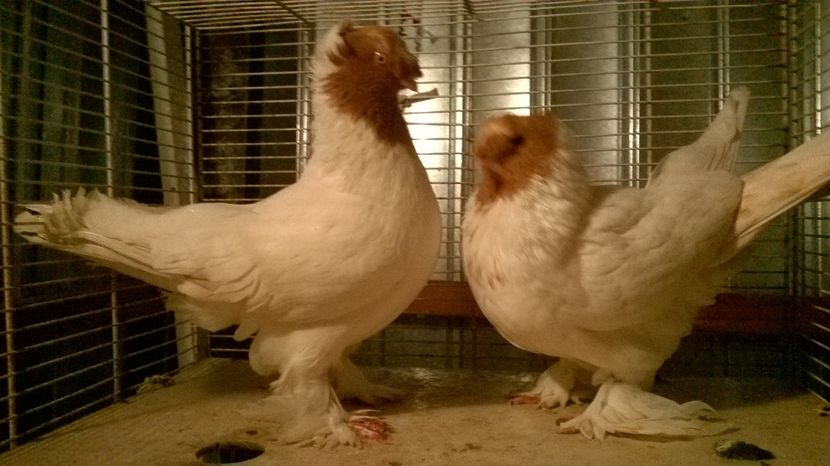  - jucatori de botosani