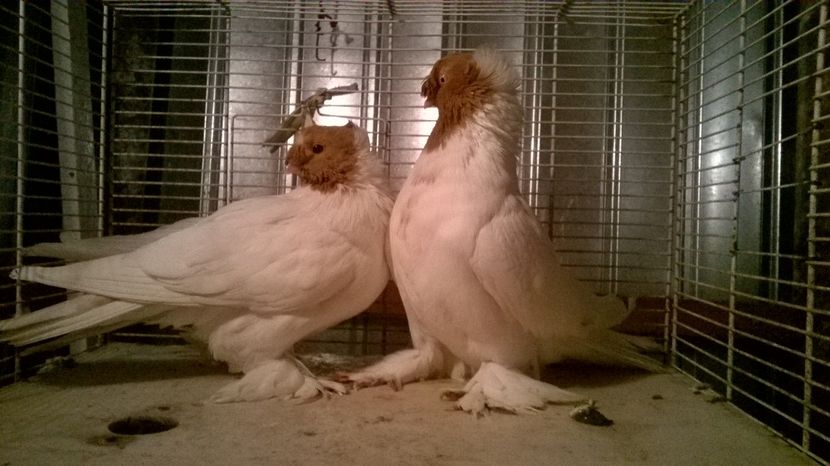  - jucatori de botosani