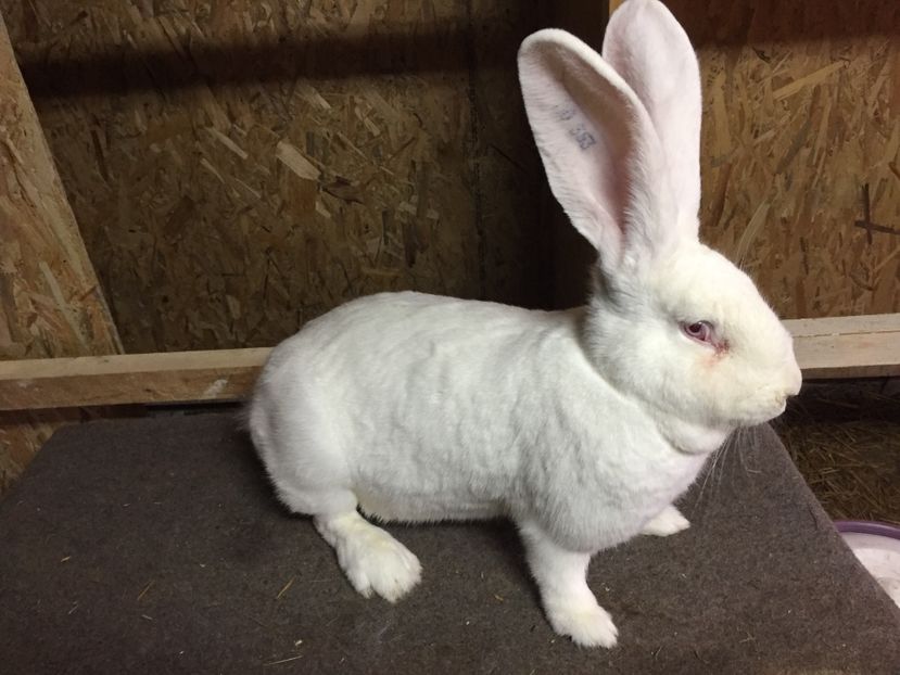 F2 - 03 M A T C A___U G A _2017