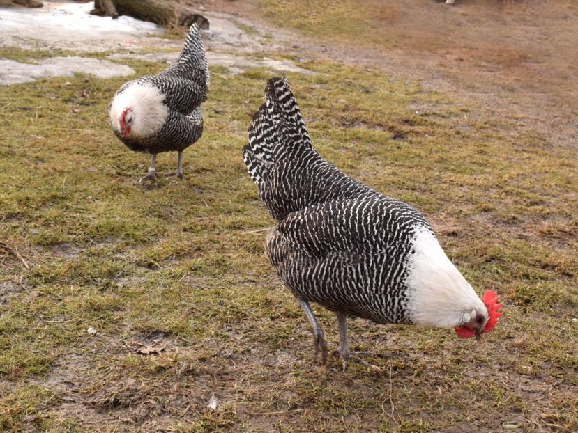 brakel argintiu - Brakel argintiu