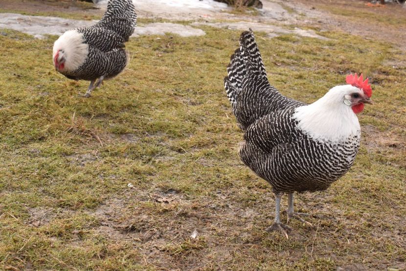 brakel argintiu - Brakel argintiu