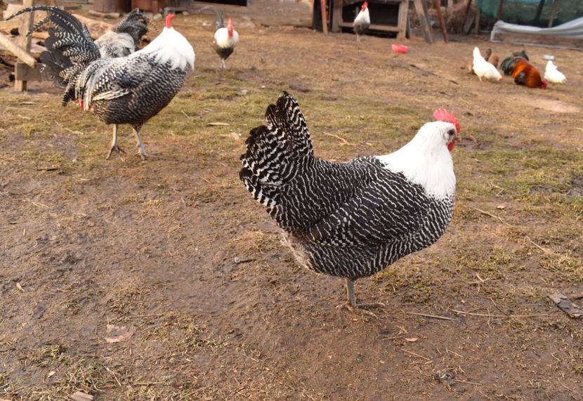 brakel argintiu - Brakel argintiu