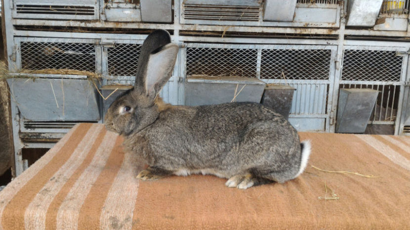 Mama - F2 - RO 149 3616 - Cuiburi 2016 2017