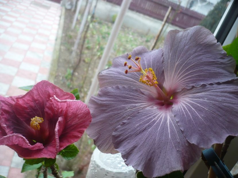 P1310180 - HIBISCUSI 2017-1