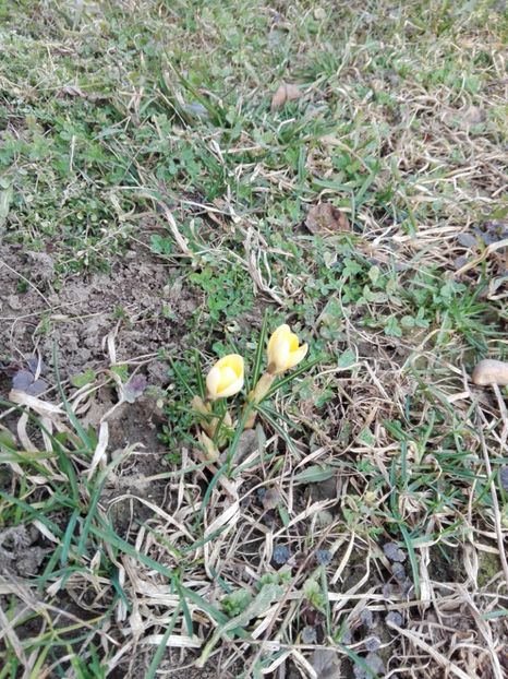  - 90------------Iaz si ornamente gradina