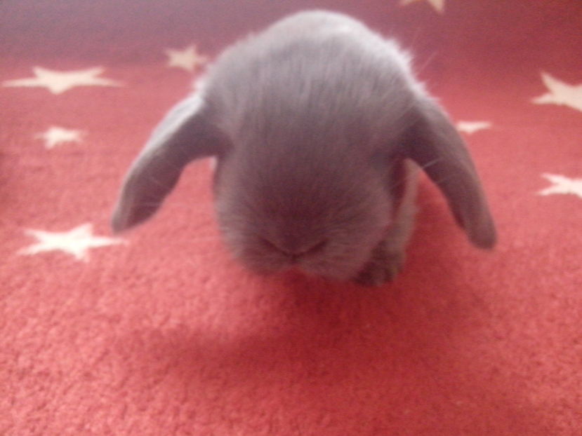  - Cuib 1-24 februarie