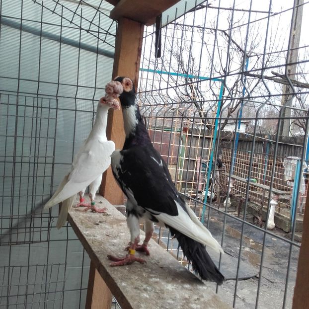 Un mascul.. - INSTANTANEE KARRIER