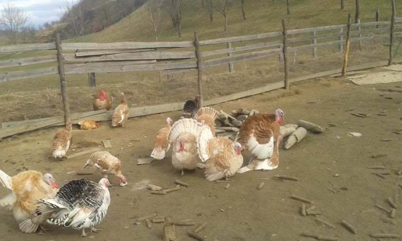 Rosu de bourbon - 1Matca curci 2017