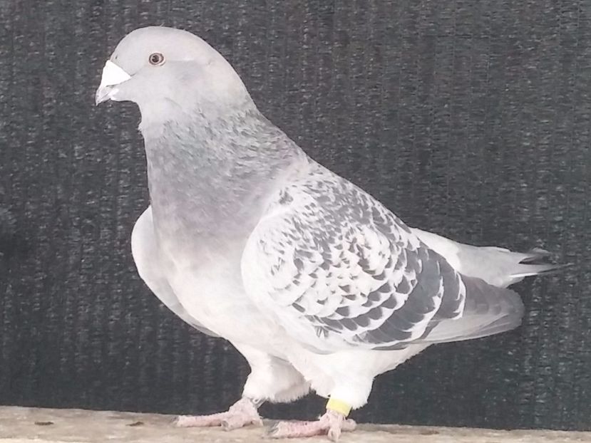 F 2014 - Porumbei standard vanduti