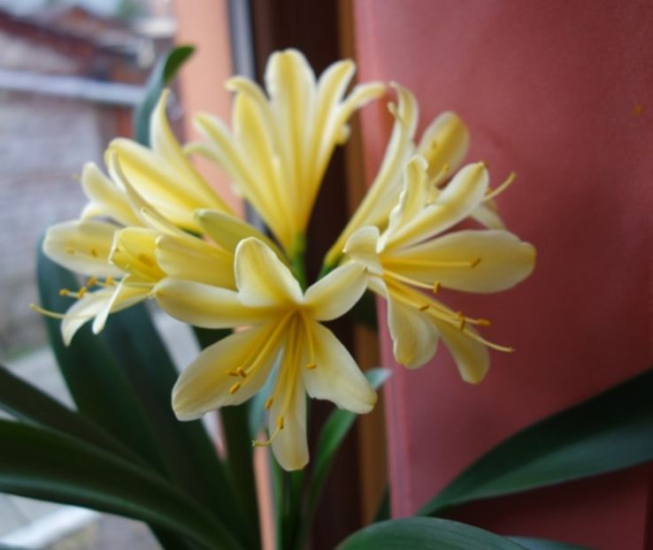 evolutii (5) - clivia in 2017